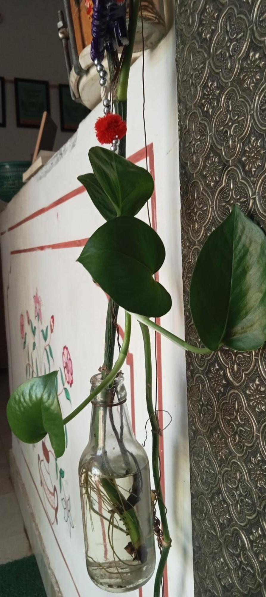 Cocoon Auberge Jaipur Bagian luar foto